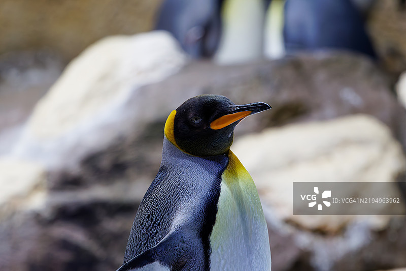 国王企鹅（aptenodytes patagonicus）的特写镜头图片素材