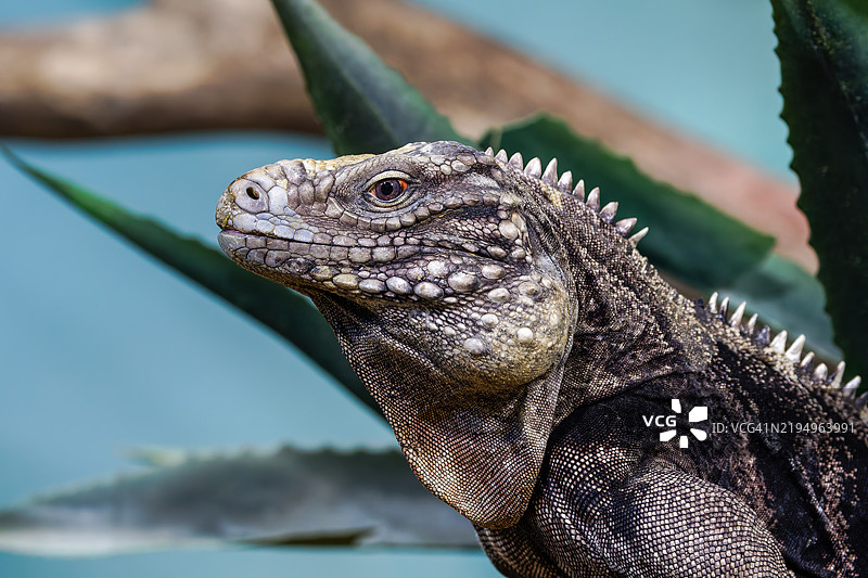 绿鬣蜥的特写镜头图片素材