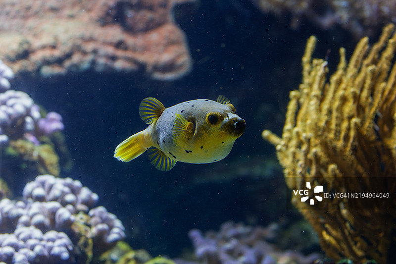 热带海水气球鱼在水下游泳的特写镜头图片素材