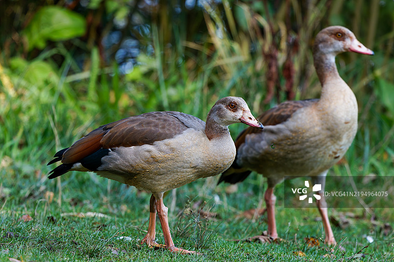 一对埃及雁 Alopochen aegyptiaca图片素材