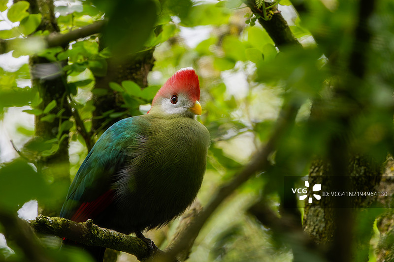 红冠绿鹃（Tauraco erythrolophus）飞入树中图片素材