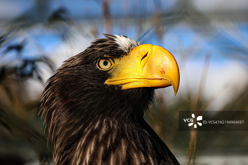 秃头鹰的特写镜头图片素材