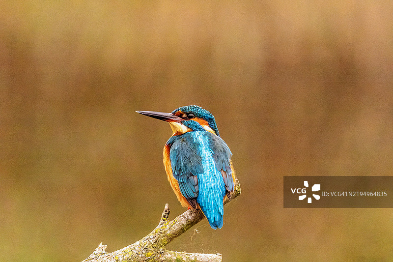常见的印度翠鸟图片素材