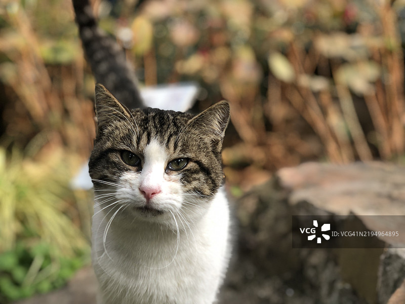 猫的特写肖像，来自中国图片素材