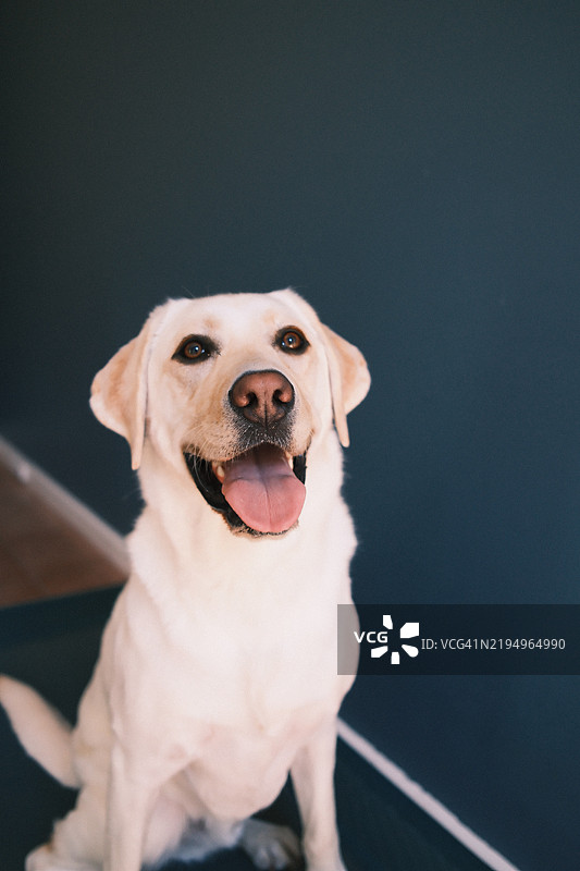 坐在地板上的拉布拉多寻回犬肖像，澳大利亚图片素材