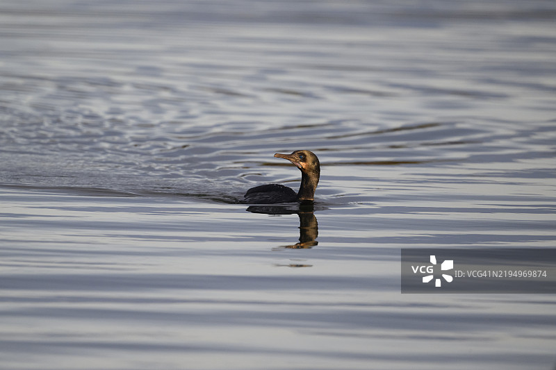 布兰特鸬鹚 (Phalacrocorax penicillatus)图片素材