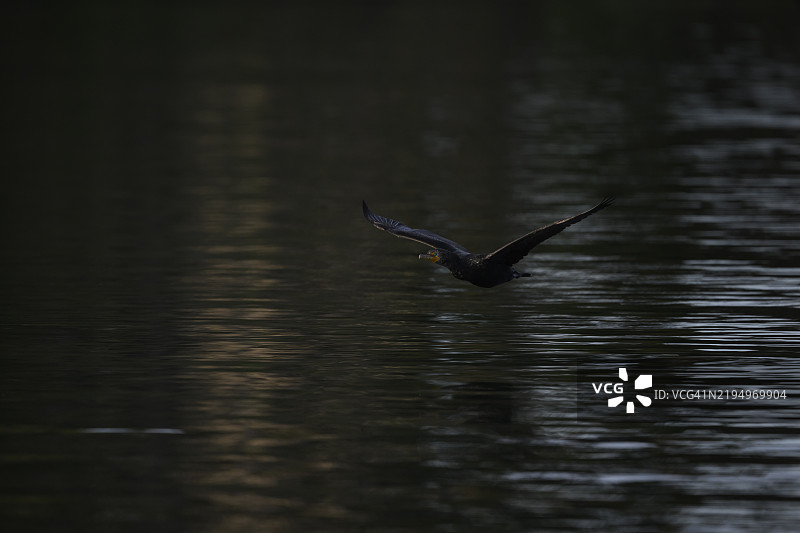 双冠鸬鹚 (Nannopterum auritum)图片素材