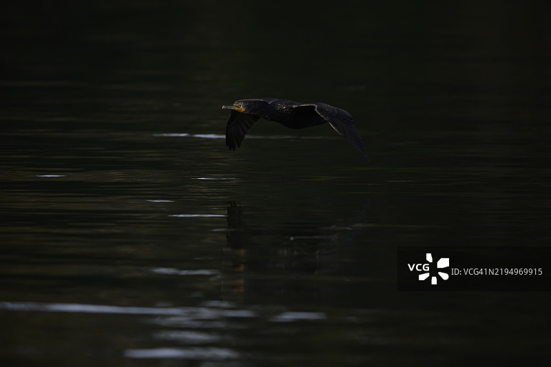双冠鸬鹚 (Nannopterum auritum)图片素材