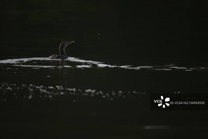 双冠鸬鹚 (Nannopterum auritum)图片素材