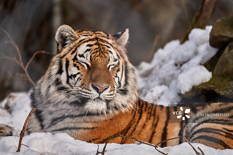 老虎特写图片素材