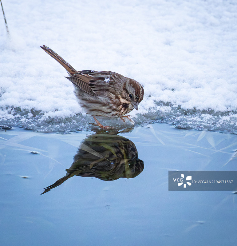 红头雀在雪地上栖息的特写镜头图片素材