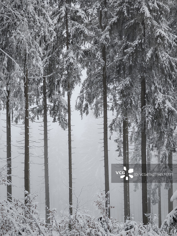 冬季森林中的树木图片素材