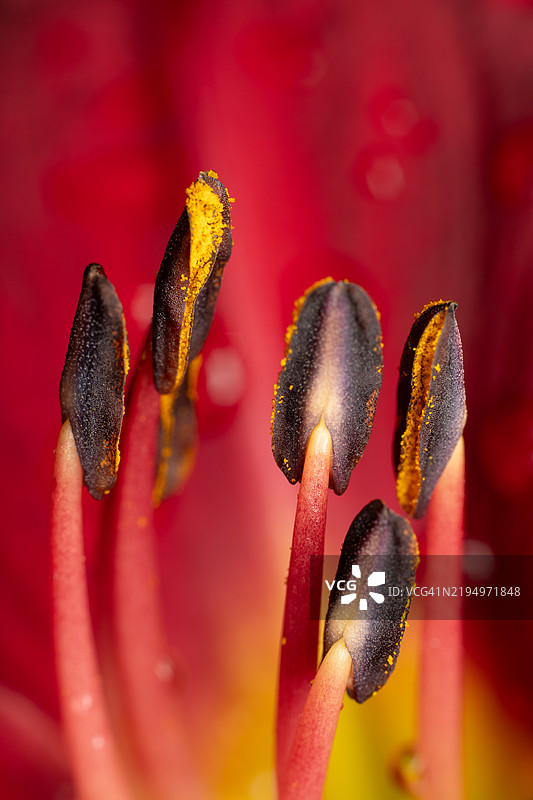 湿润的红色花朵特写图片素材