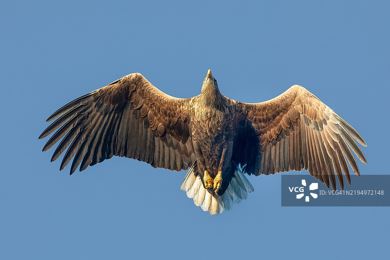白色飞鸟在晴朗天空中的低角度视图图片素材