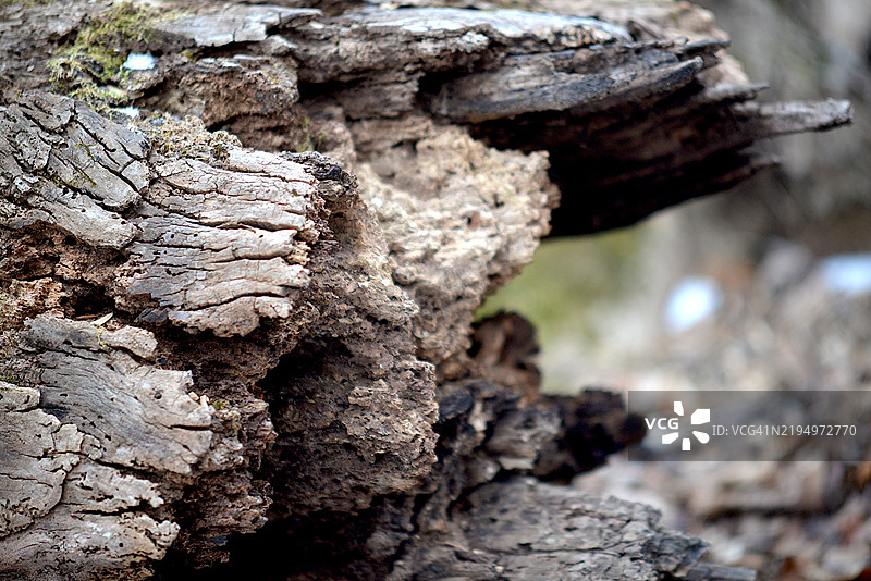 折断的树枝图片素材