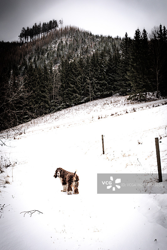山中的雪天图片素材