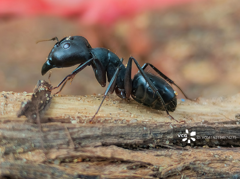 黑蚂蚁在自然环境中爬行于木质表面的特写视图图片素材