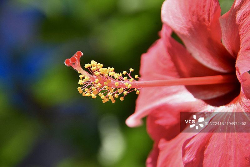 红色开花植物的特写，巴阿，马尔代夫图片素材