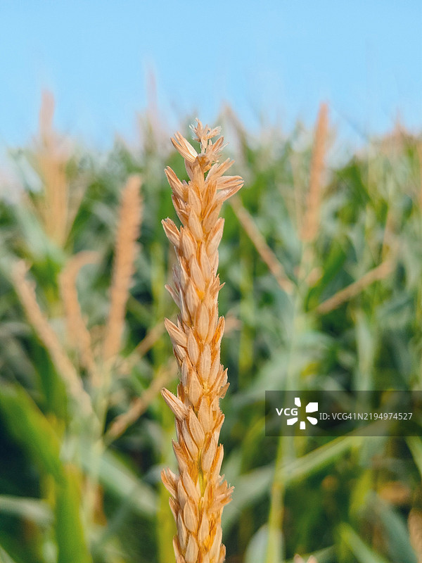 植物特写与天空背景图片素材