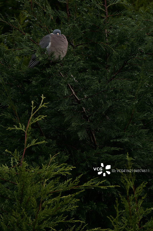 鸟儿栖息在树上的特写，威根，英国图片素材