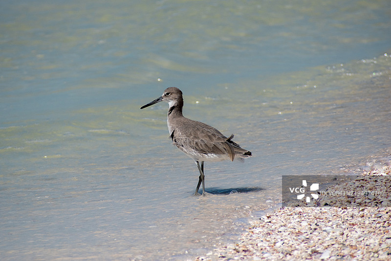 佛罗里达州海滩上沙鸥的高角度视图，美国图片素材