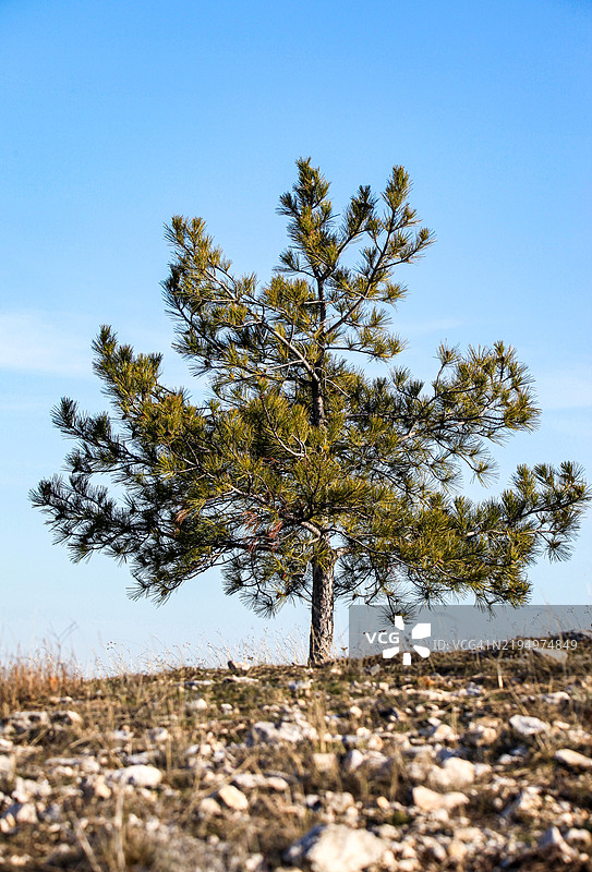 保加利亚晴空下的田野树木图片素材