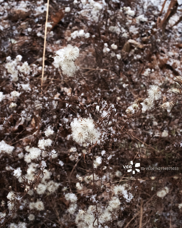 红钩，纽约州，美国，樱花特写在田野上图片素材