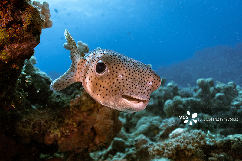 热带气泡鱼在海底游动的特写镜头图片素材