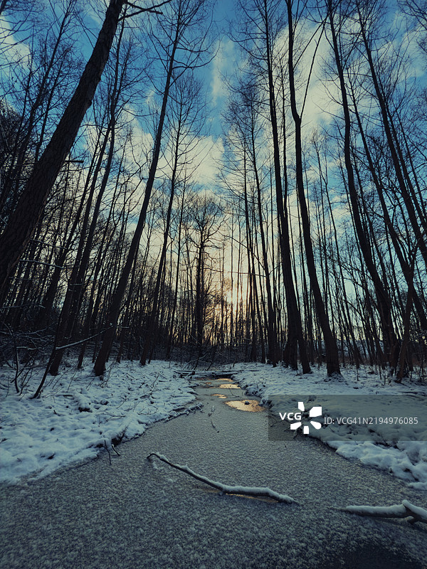 冬季森林中的树木图片素材