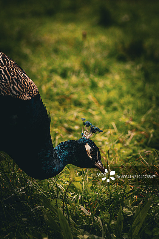 田野上的鸭子特写图片素材