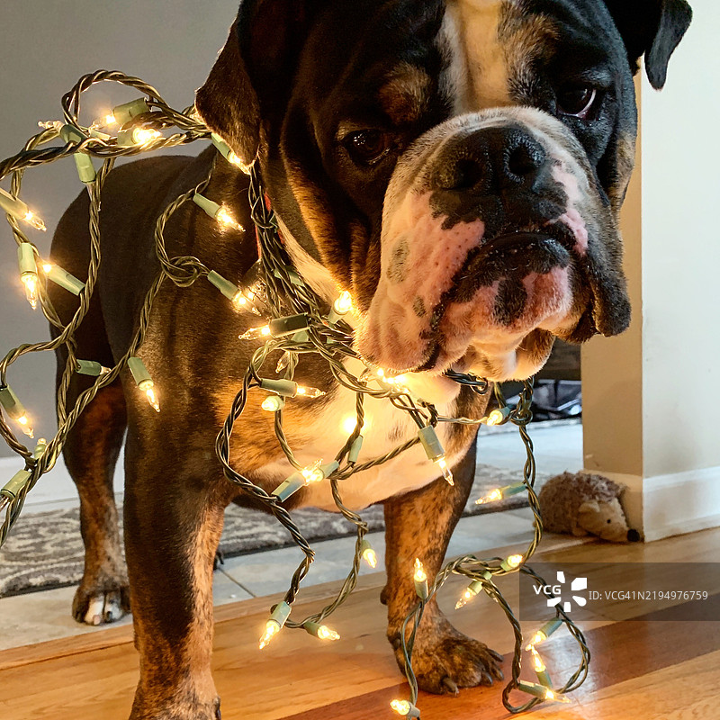 英斗犬特写肖像， 新泽西州，美国图片素材