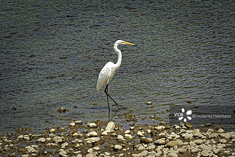 高角度视图的白鹭栖息在海滩上图片素材