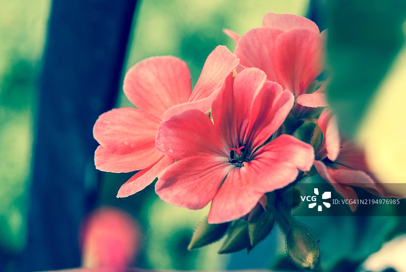 红色花朵的特写镜头图片素材