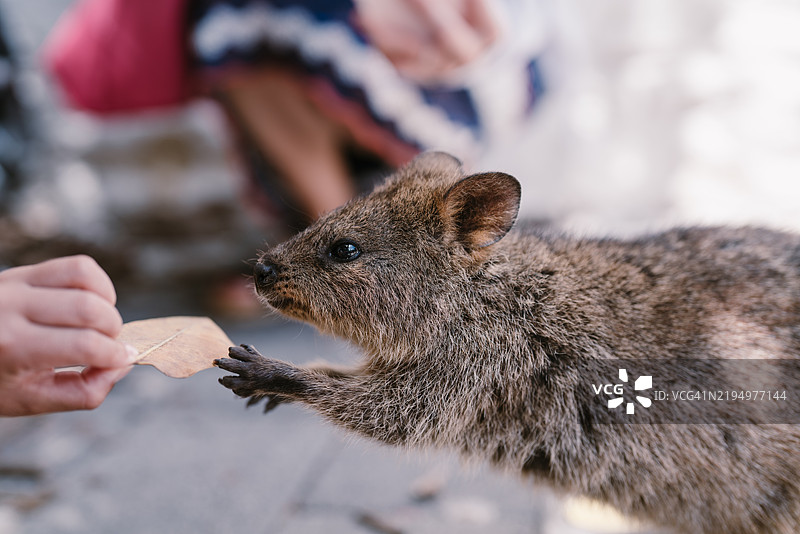 剪裁的手喂松鼠图片素材
