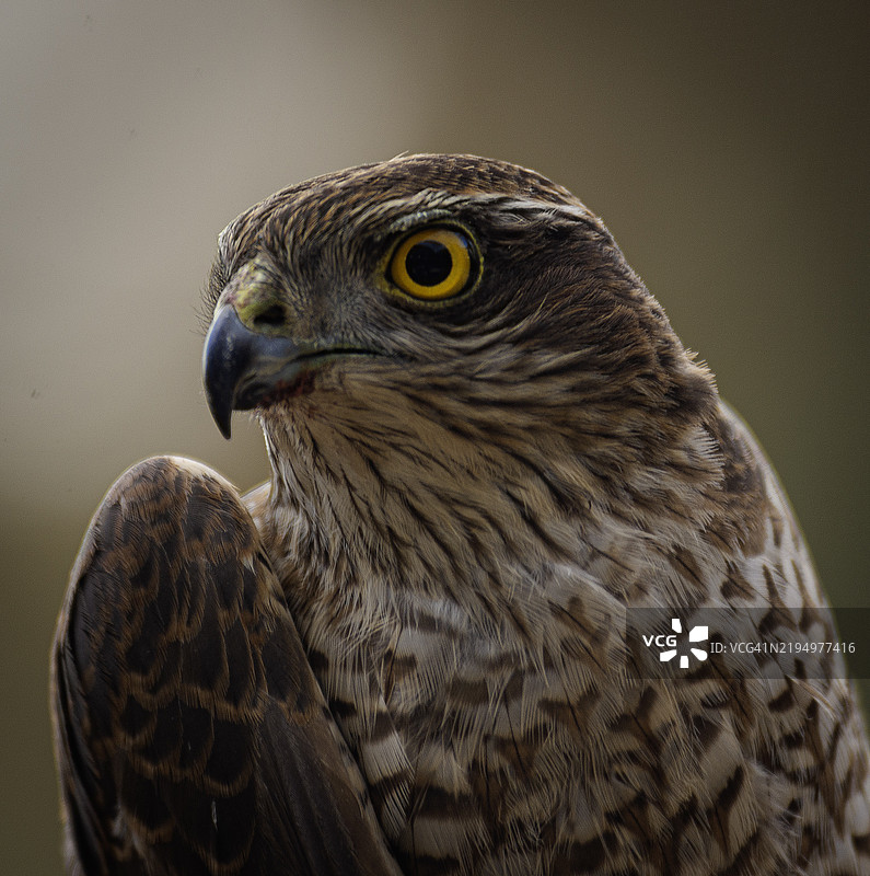 猫头鹰特写镜头图片素材