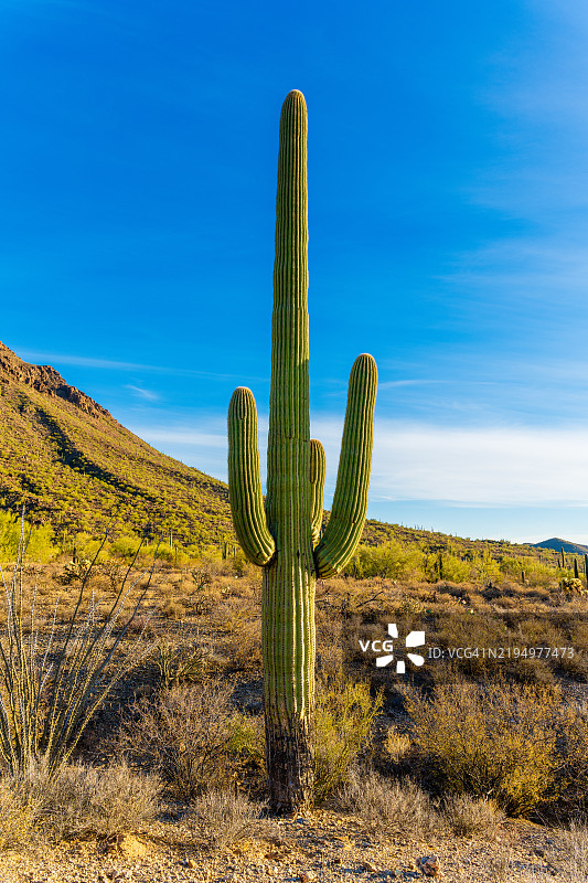 蓝天下的仙人掌特写，亚利桑那州图森，美国图片素材