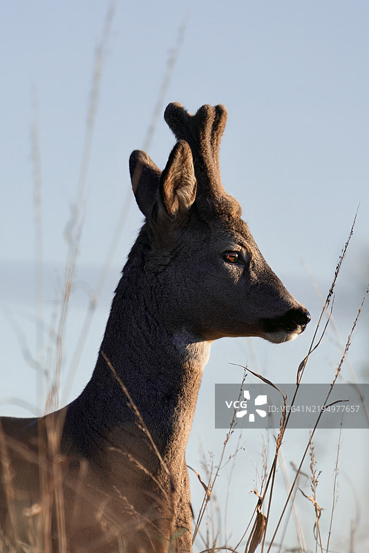 天空下的狍子特写图片素材