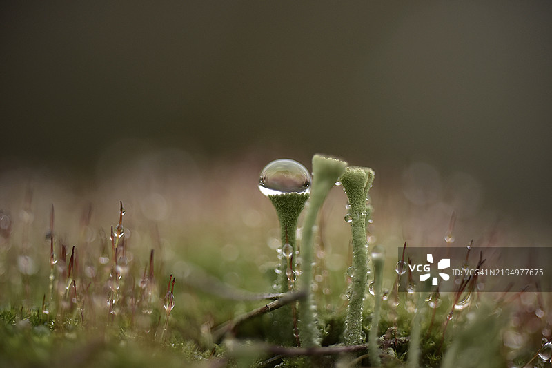 草上的雨滴特写图片素材