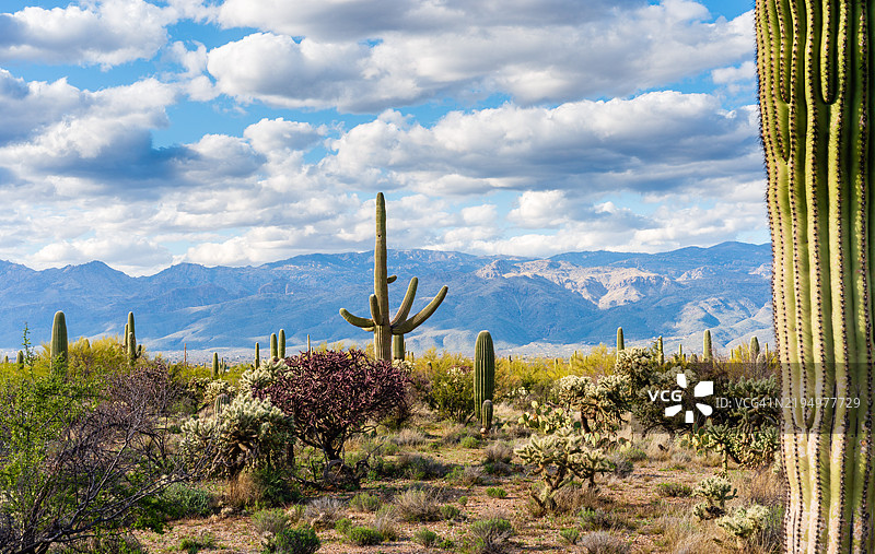 在美国亚利桑那州图森市，仙人掌植物与多云的天空相映成趣。图片素材