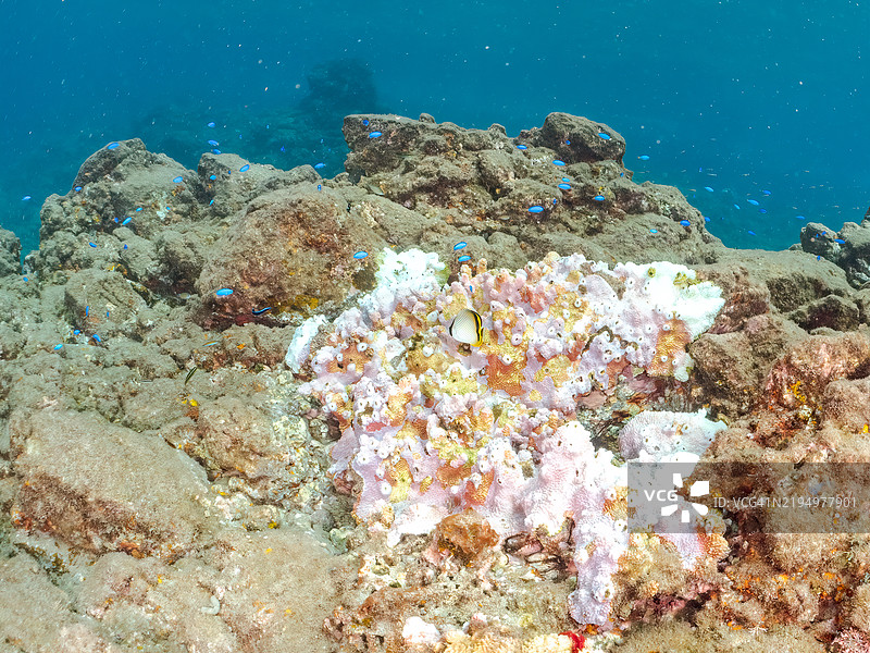 一只可爱的幼年流浪蝴蝶鱼，天使小丑鱼（Pomacentrus coelestis）和其他鱼类。由于海水温度持续偏高，珊瑚正在经历白化现象。图片素材