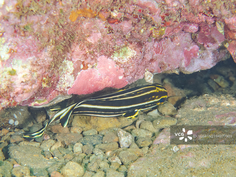 可爱的幼鱼，莱森厚唇鱼（Plectorhinchus lessonii）扭动着身体游动。图片素材