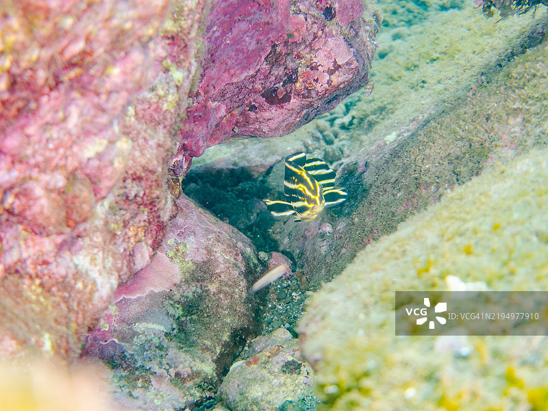 一只可爱的幼鱼，莱森厚唇鱼（Plectorhinchus lessonii）扭动着身体游动。图片素材