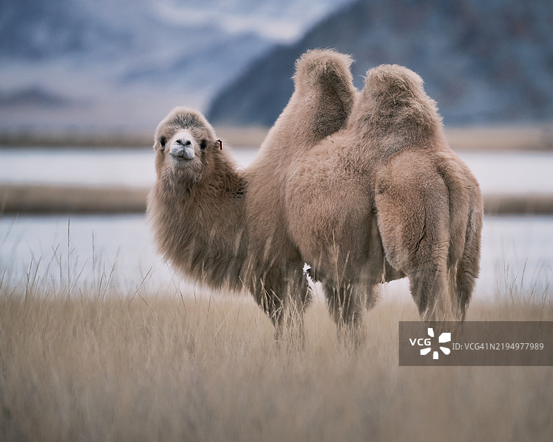 蒙古草原上的双峰驼，背景是湖泊图片素材