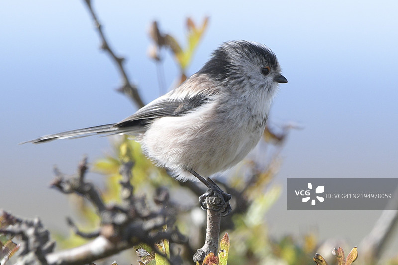 山雀栖息在树枝上的特写镜头图片素材
