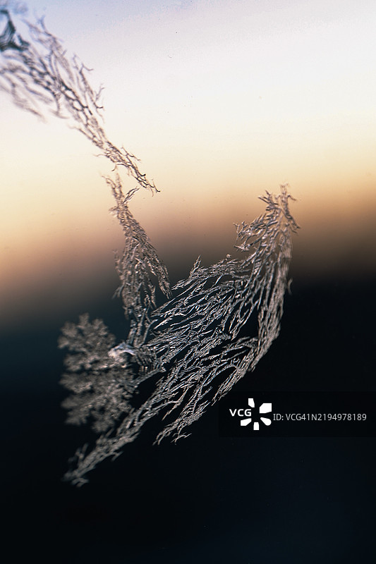 日落时分，植物特写与天空相映成趣图片素材