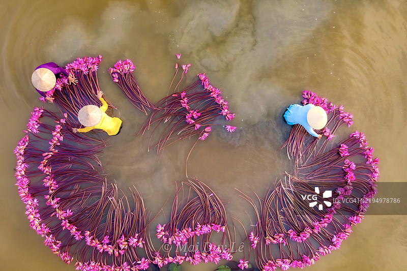 越南龙安省粉色花卉植物的高角度视图图片素材