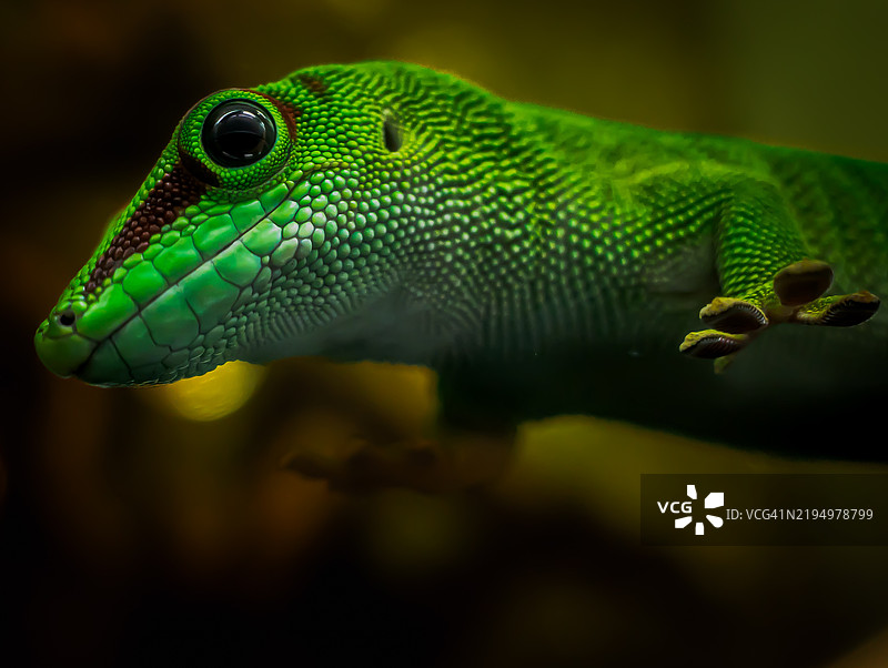 变色龙特写镜头图片素材