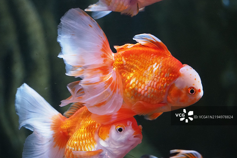 金兰寿金热带淡水鱼在水族箱中游动的特写镜头图片素材