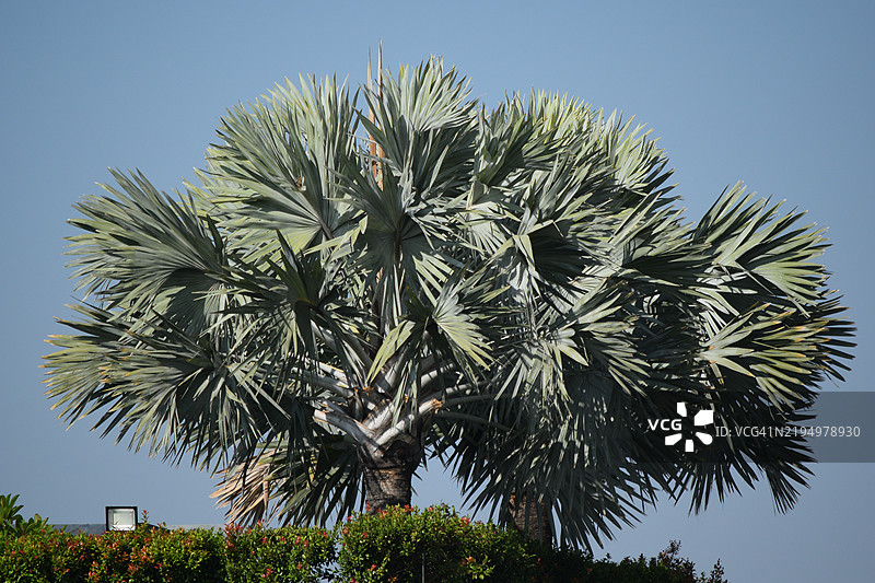 低角度视图的棕榈树与晴朗的天空图片素材
