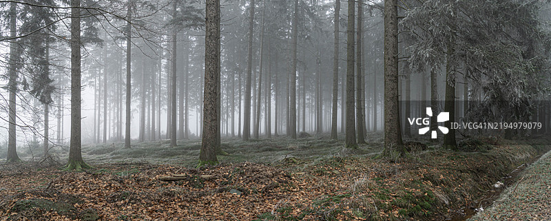 森林中的树木图片素材
